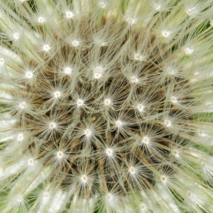 Close up picture of a dandelion